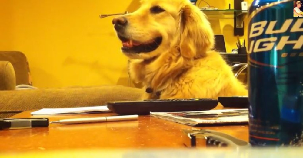 Cum reactioneaza un Golden Retriver cand se opreste muzica. VIDEO