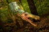Dino Parc Rasnov, cel mai mare parc cu dinozauri din Sud-Estul Europei