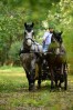 Spectacol ecvestru de top pentru 12.000 de spectatori la Karpatia Horse Show